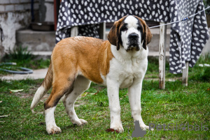 Photo №4. I will sell st. bernard in the city of Minsk. from nursery - price - 766$