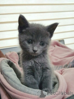 Photo №1. chartreux - for sale in the city of Aizlingen | 361$ | Announcement № 157787