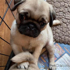 Photo №3. Adorable Pug Puppy Available for Adoption!. Czech Republic