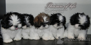 Photo №1. shih tzu - for sale in the city of Kiev | 900$ | Announcement № 8817