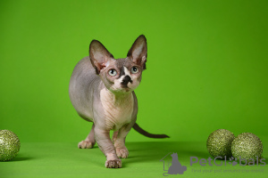 Photo №2 to announcement № 23177 for the sale of sphynx-katze - buy in Russian Federation from nursery