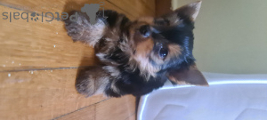 Additional photos: Yorkshire Terrier is looking for a family