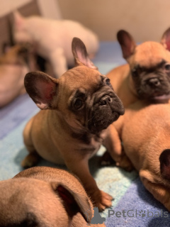 Photo №4. I will sell french bulldog in the city of Surčin. breeder - price - negotiated
