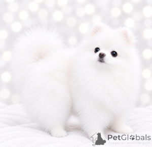 Photo №1. pomeranian - for sale in the city of Dnipro | 619$ | Announcement № 176859