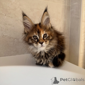 Photo №3. Fluffy Black Smoke Maine Coon Kitten Striking & Playful Companion. Czech Republic
