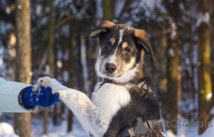 Photo №4. I will sell non-pedigree dogs in the city of Khimki. private announcement - price - Is free