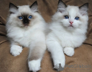 Photo №1. ragdoll - for sale in the city of Ibbenbüren | Is free | Announcement № 129981