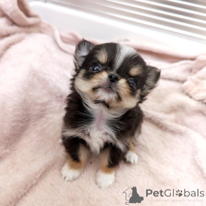 Photo №1. chihuahua - for sale in the city of Helsinki | 516$ | Announcement № 163646