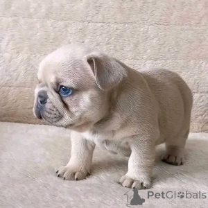 Photo №2 to announcement № 165311 for the sale of french bulldog - buy in France breeder