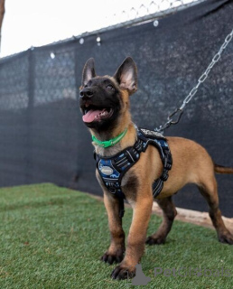 Photo №1. belgian shepherd - for sale in the city of Antwerp | negotiated | Announcement № 169664