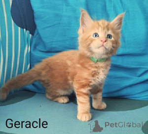 Photo №2 to announcement № 147623 for the sale of maine coon - buy in Finland private announcement