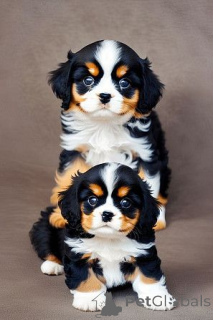 Photo №2 to announcement № 178012 for the sale of cavalier king charles spaniel - buy in Cyprus 
