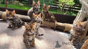 Photo №3. Affectionate Bengal Kitten Looking for Forever Family. Germany