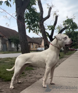 Additional photos: dogo argentino