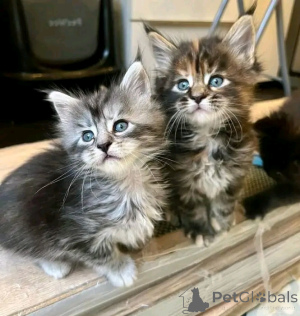 Photo №3. Maine Coon Kätzchen zur Adoption verfügbar. Germany