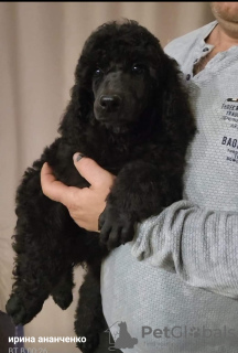 Photo №1. poodle (royal) - for sale in the city of Odessa | 845$ | Announcement № 83060