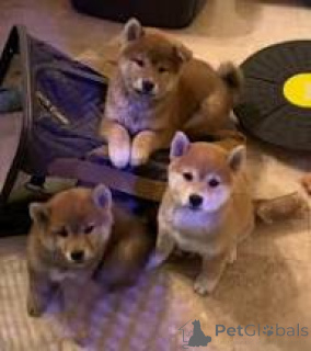 Photo №1. shiba inu - for sale in the city of Vienna | 723$ | Announcement № 165432