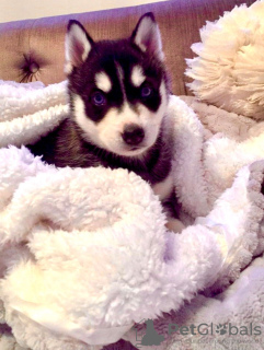Photo №1. siberian husky - for sale in the city of Фискари | 370$ | Announcement № 65576
