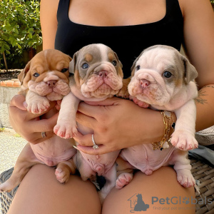 Photo №1. english bulldog - for sale in the city of Berlin | negotiated | Announcement № 118800