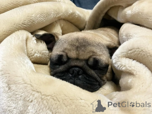 Photo №3. Beautiful pug puppies health -tested parents. Germany