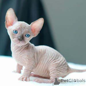 Photo №1. sphynx cat - for sale in the city of Ansbach | Is free | Announcement № 167587