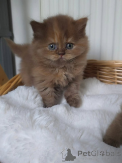 Photo №4. I will sell british shorthair in the city of Berlin. private announcement, breeder - price - 568$