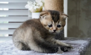 Photo №1. munchkin - for sale in the city of Munich | negotiated | Announcement № 161177