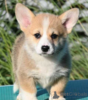 Photo №2 to announcement № 155405 for the sale of welsh corgi - buy in Serbia 