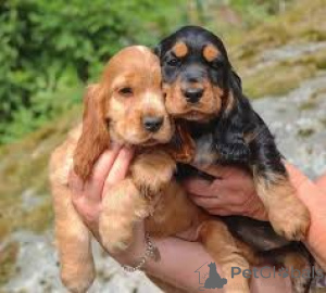 Photo №2 to announcement № 164687 for the sale of english cocker spaniel - buy in Finland private announcement, breeder
