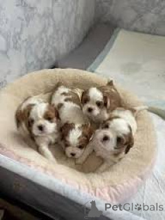 Photo №1. cavalier king charles spaniel - for sale in the city of Brussels | 826$ | Announcement № 167731