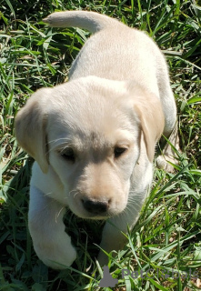 Photo №1. labrador retriever - for sale in the city of Paris | 179$ | Announcement № 143460