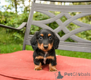 Photo №2 to announcement № 157923 for the sale of dachshund - buy in Italy 