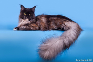 Photo №1. maine coon - for sale in the city of St. Petersburg | 335$ | Announcement № 2978