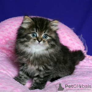 Photo №1. persian cat - for sale in the city of Brussels | 211$ | Announcement № 123541