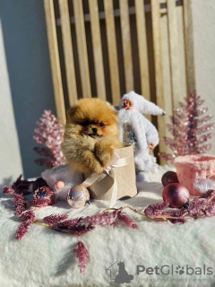 Photo №1. pomeranian - for sale in the city of Werbass | negotiated | Announcement № 83539