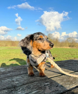 Photo №4. I will sell dachshund in the city of Berlin. breeder - price - 423$