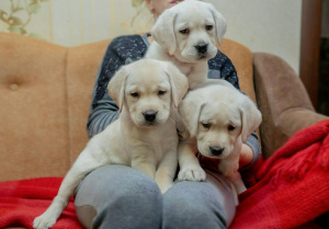Photo №1. labrador retriever - for sale in the city of Бахмач | Negotiated | Announcement № 5256