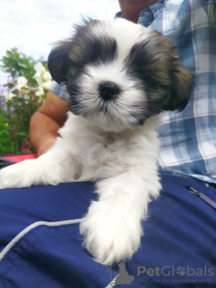 Photo №2 to announcement № 10641 for the sale of lhasa apso - buy in Ukraine from nursery