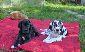 Additional photos: Great Dane. Puppies.