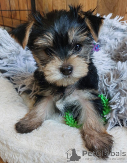 Photo №2 to announcement № 119350 for the sale of yorkshire terrier - buy in Germany private announcement