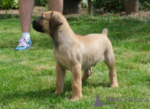 Additional photos: South African Boerboel Mastiff puppies