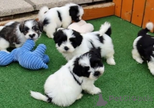 Photo №1. shih tzu - for sale in the city of Aiola | negotiated | Announcement № 157937