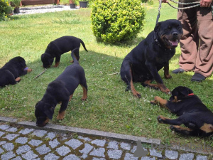 Photo №1. rottweiler - for sale in the city of Frankfurt | negotiated | Announcement № 157584