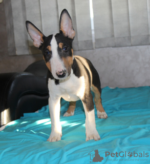 Additional photos: Miniature bull terrier puppies