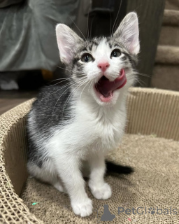 Photo №3. Domestic cat. Germany