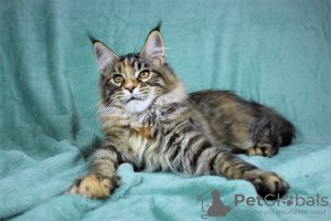 Photo №4. I will sell maine coon in the city of Volgograd. from nursery - price - 405$