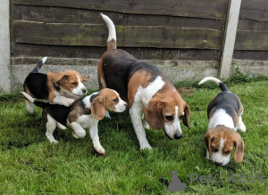 Photo №2 to announcement № 158721 for the sale of beagle - buy in Germany private announcement
