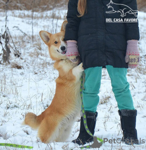 Photo №2 to announcement № 17872 for the sale of welsh corgi - buy in Ukraine private announcement, from nursery, breeder