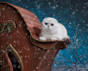 Photo №1. scottish fold - for sale in the city of Barnaul | Negotiated | Announcement № 3371