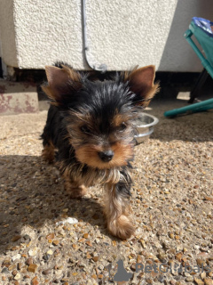 Photo №3. beautiful little Yorkshire Terrier puppies males and females for sale. Germany